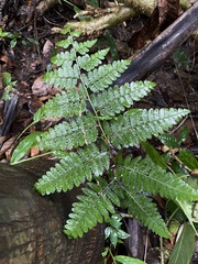Dennstaedtia bipinnata