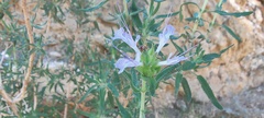 Salvia eremostachya
