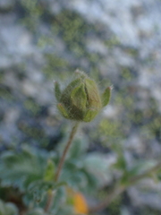 Potentilla × villosula