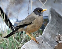 Turdus falcklandii
