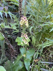 Verbascum blattaria
