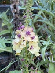 Verbascum blattaria