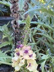 Verbascum blattaria