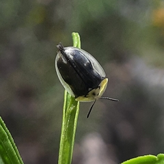 Physonota puncticollis