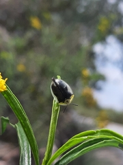 Physonota puncticollis