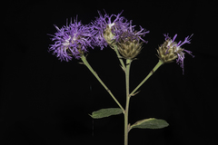 Vernonia alamanii