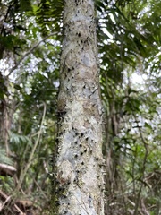 Alsophila portoricensis