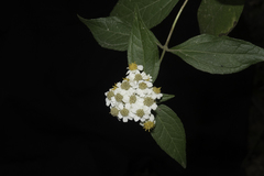 Alloispermum integrifolium