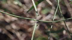 Funastrum heterophyllum