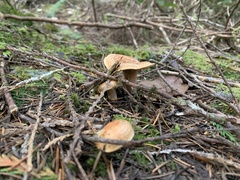 Lactarius rubrilacteus