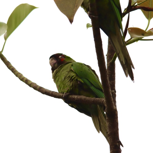 Aratinga mitrada (Psittacara mitratus)