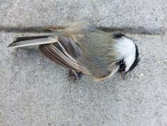 Poecile atricapillus