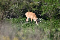 Blastocerus dichotomus