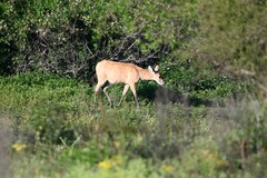 Blastocerus dichotomus