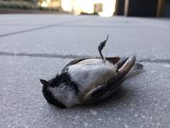 Poecile atricapillus