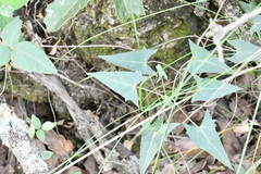 Jarilla heterophylla