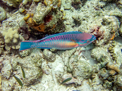 Azurina multilineata