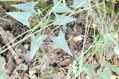 Jarilla heterophylla
