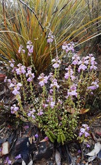 Euphrasia collina paludosa