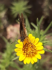 Piruna polingii