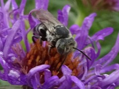 Coelioxys