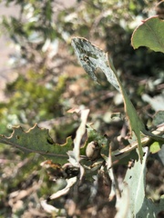 Paropsisterna m-fuscum