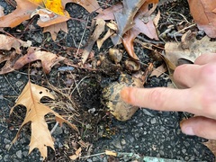 Phycomyces