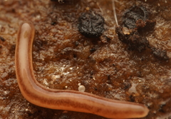 Argonemertes dendyi