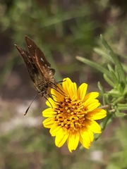Piruna polingii