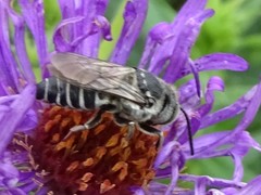 Coelioxys