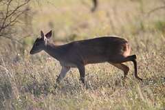Mazama gouazoubira