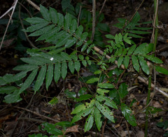 Ailanthus triphysa