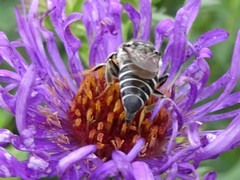 Coelioxys