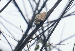 Trachycephalus mesophaeus