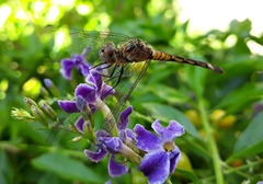 Micrathyria longifasciata