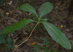 Chionanthus ramiflorus