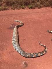 Boa constrictor