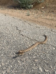 Crotalus stephensi