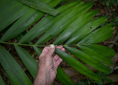 Ptychosperma elegans