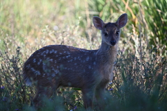 Mazama gouazoubira