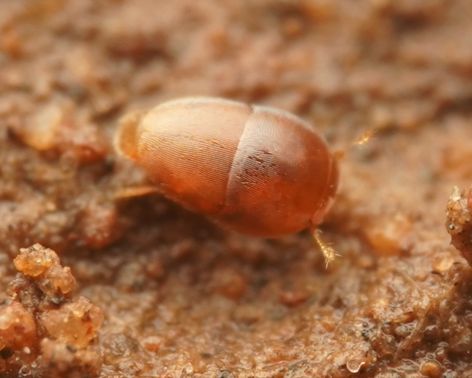 Rodwayia