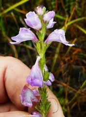Euphrasia collina paludosa