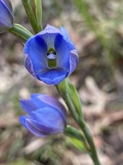 Thelymitra media