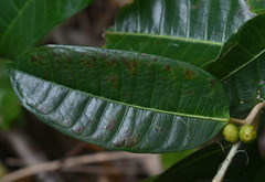 Ficus drupacea