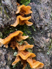Stereum hirsutum