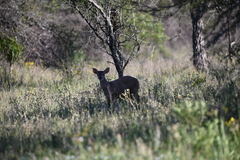 Mazama gouazoubira