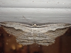 Euphronarcha luxaria