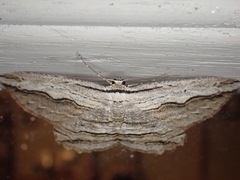 Euphronarcha luxaria