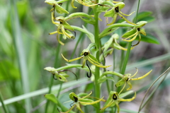 Habenaria novemfida