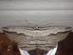 Euphronarcha luxaria